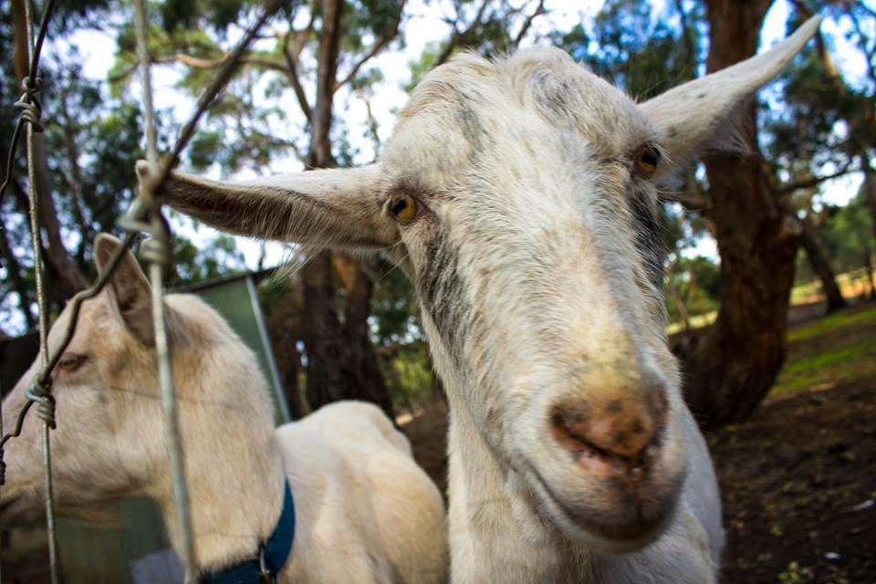 טורקי Freshwater Creek Cottages & Farm Stay מראה חיצוני תמונה