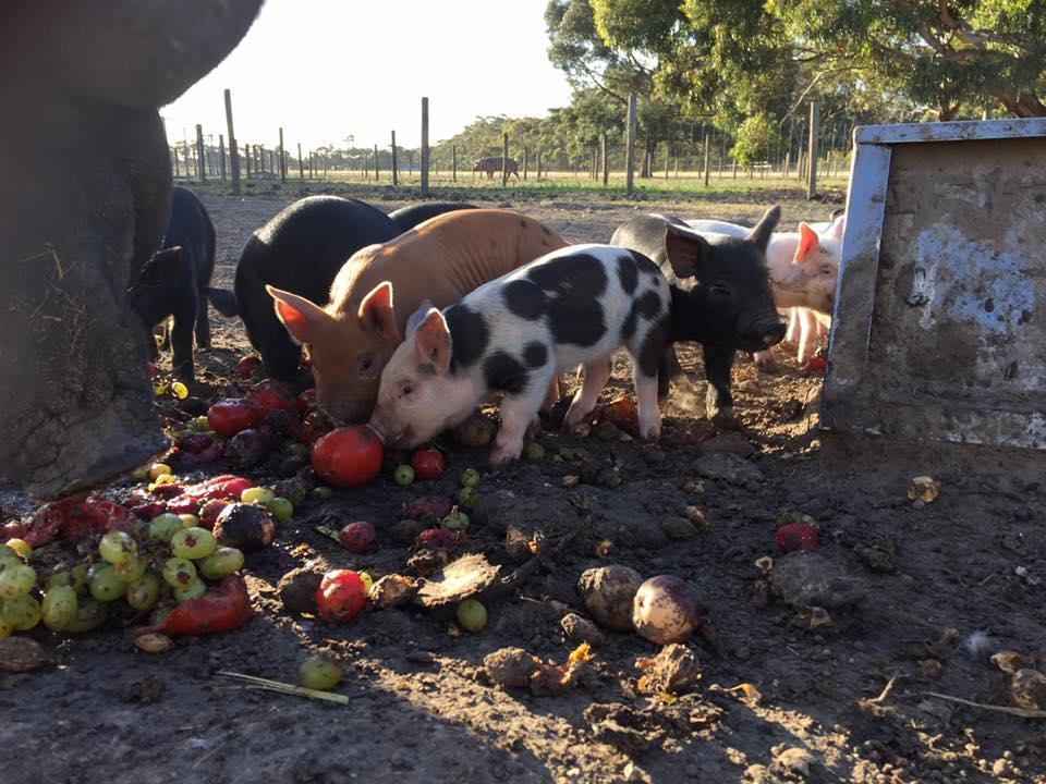 טורקי Freshwater Creek Cottages & Farm Stay מראה חיצוני תמונה